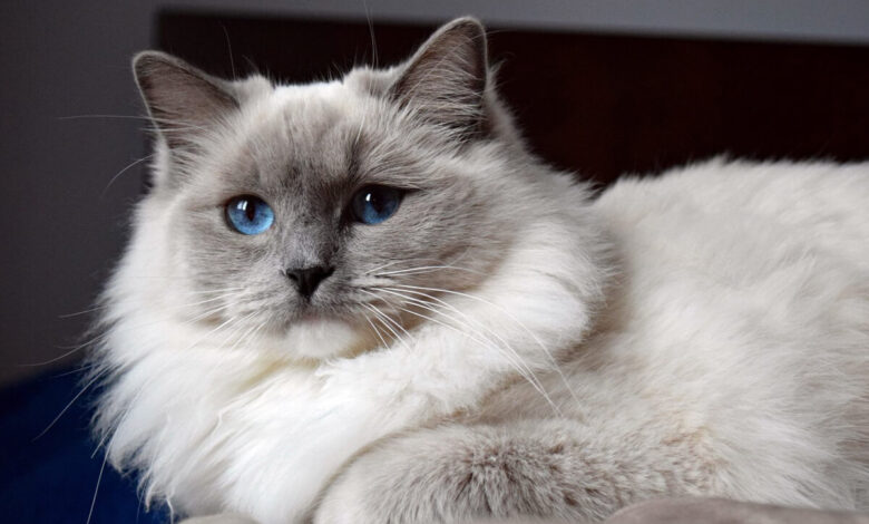 Ragdoll Kedisi Özellikleri, Bakımı ve Beslenmesi