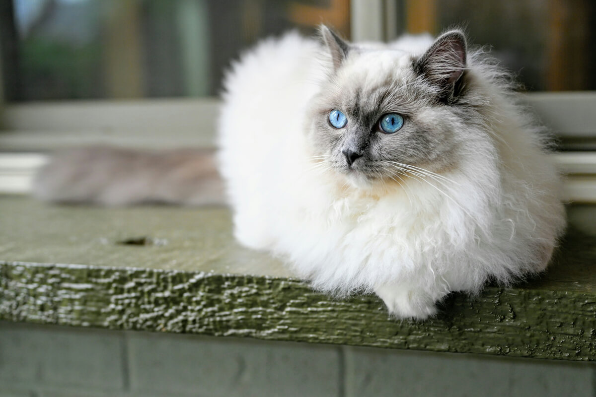 Ragdoll Kedisi Bakımı