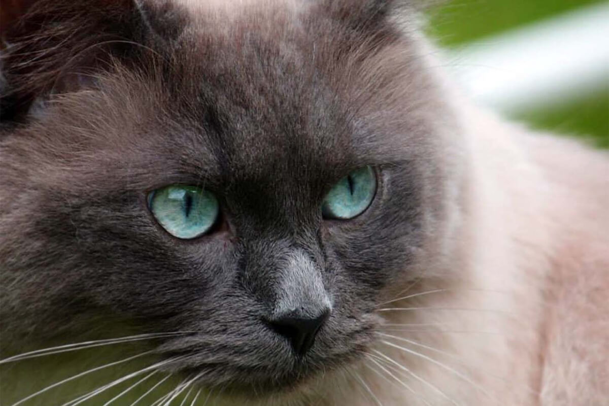 Ragdoll Kedisi Beslenmesi