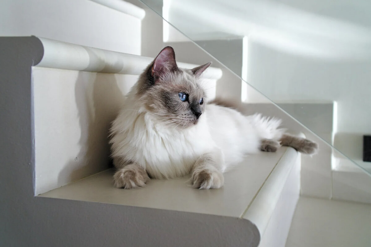 Ragdoll Kedisinin Fiziksel Özellikleri ve Görünümü