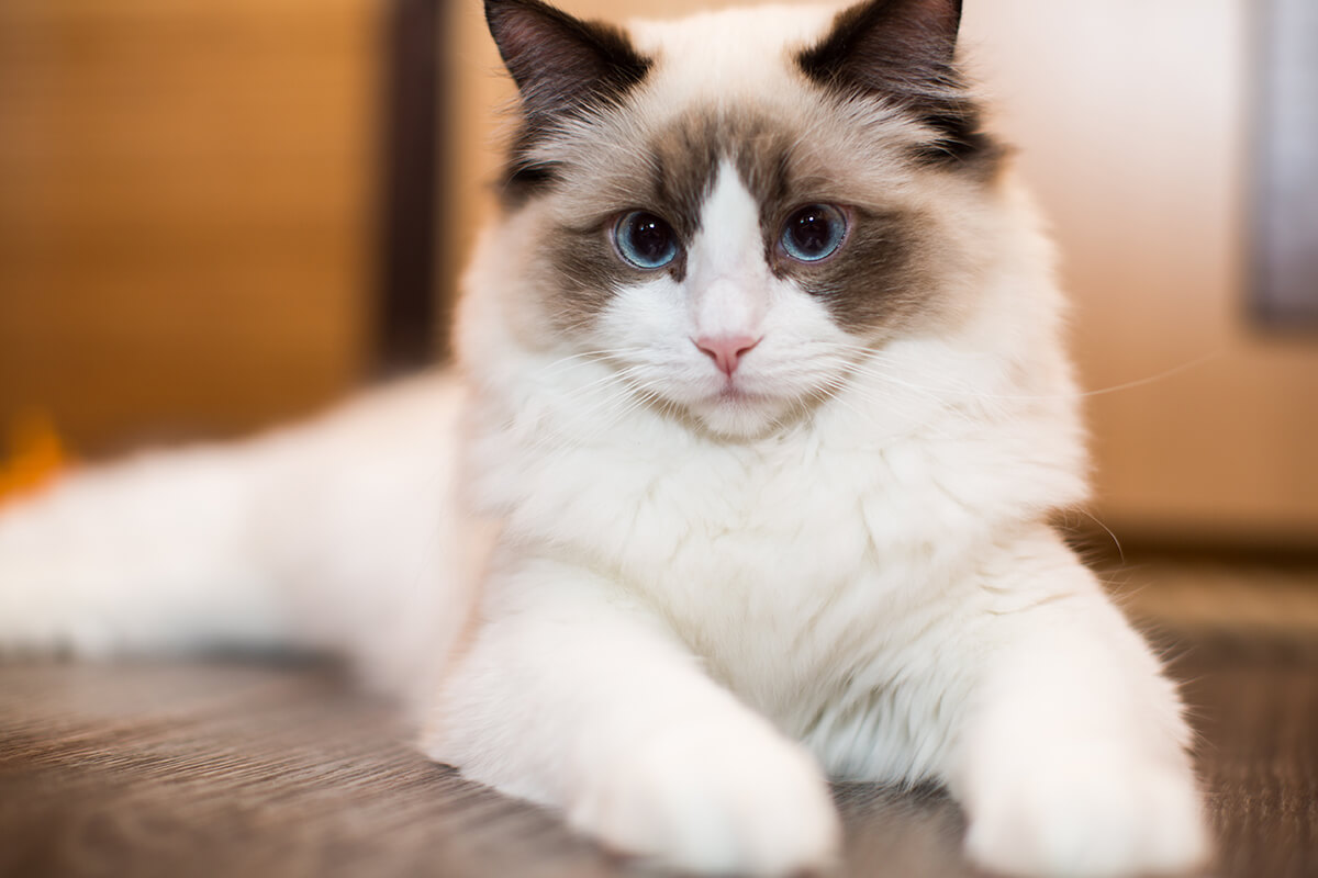 Ragdoll Sahiplenirken Bilinmesi Gerekenler