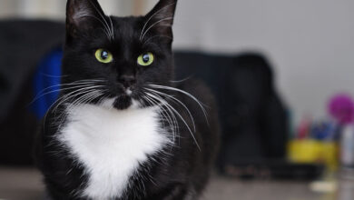 Smokin Kedisi (Tuxedo) Özellikleri, Bakımı ve Beslenmesi