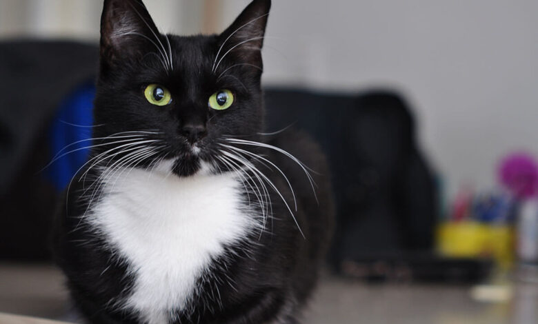 Smokin Kedisi (Tuxedo) Özellikleri, Bakımı ve Beslenmesi