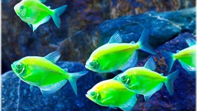 Transgenetik Tetra