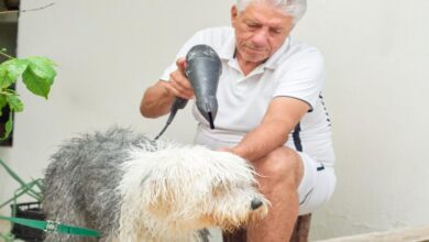 Tüysüz Çin Köpeği (Chinese Crested) Özellikleri ve Bakımı