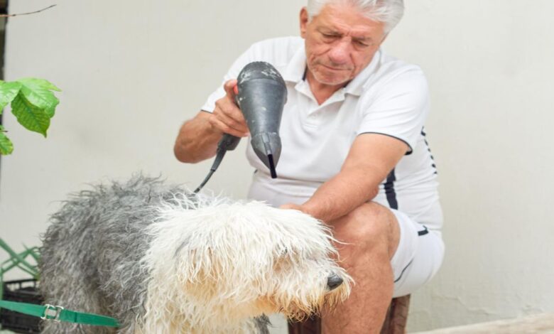 Tüysüz Çin Köpeği (Chinese Crested) Özellikleri Ve Bakımı 1 Tüysüz Çin Köpeği (Chinese Crested) Özellikleri ve Bakımı