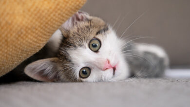 Yaratıcı Dişi ve Erkek Kedi İsimleri