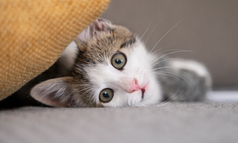 Yaratıcı Dişi ve Erkek Kedi İsimleri