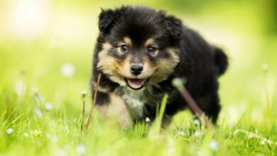 Yavru Köpekler Ne Yer Ve Nasıl Beslenmelidir?