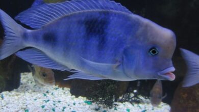 Yunus Ciklet Cichlid Balığı 7 Yunus Ciklet Cichild Balığı