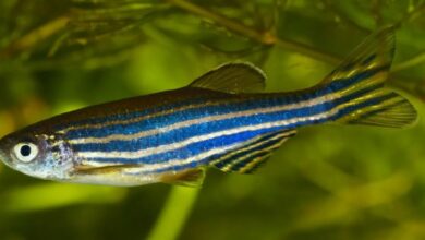 Zebra Danio Balığı
