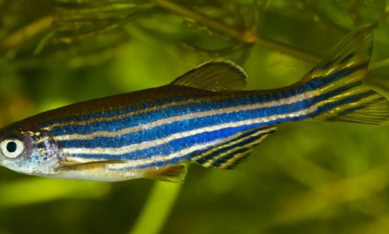 Zebra Danio Balığı