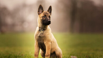 Belçika Kurdu (Malinois) Özellikleri, Bakımı ve Beslenmesi