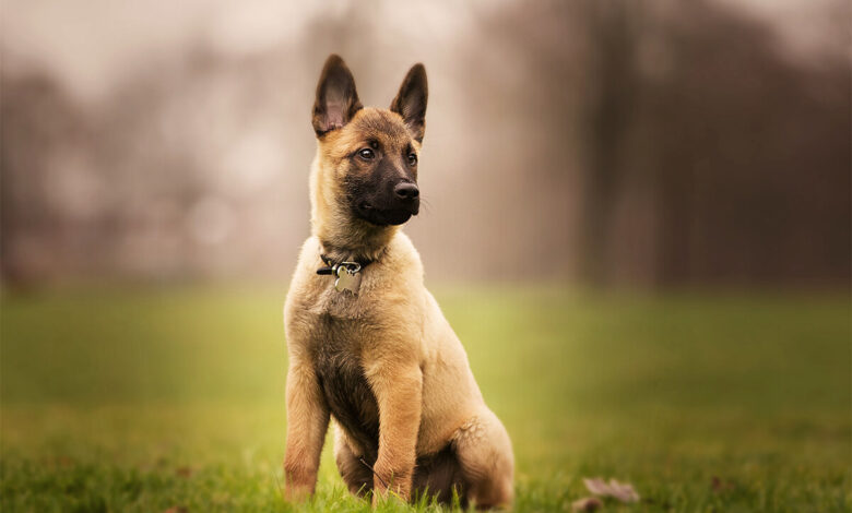 Belçika Kurdu (Malinois) Özellikleri, Bakımı ve Beslenmesi 1 Belçika Kurdu (Malinois) Özellikleri, Bakımı ve Beslenmesi
