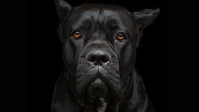 Cane Corso Köpeği Özellikleri, Bakımı ve Beslenmesi