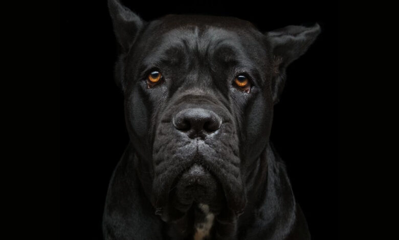 Cane Corso Köpeği Özellikleri, Bakımı ve Beslenmesi