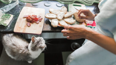 Ev Yapımı Kedi Maması Tarifleri