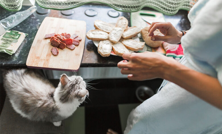 Ev Yapımı Kedi Maması Tarifleri 1 Ev Yapımı Kedi Maması Tarifleri
