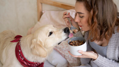 Ev Yapımı Köpek Maması Tarifleri 7 Ev Yapımı Köpek Maması Tarifleri