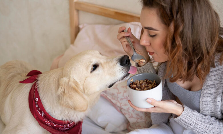 Ev Yapımı Köpek Maması Tarifleri 1 Ev Yapımı Köpek Maması Tarifleri