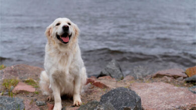 Golden Retriever Köpeği Özellikleri, Bakımı ve Beslenmesi