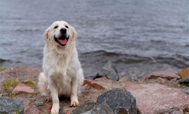 Golden Retriever Köpeği Özellikleri, Bakımı ve Beslenmesi 1 Golden Retriever Köpeği Özellikleri, Bakımı ve Beslenmesi