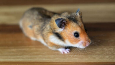 Gonzales Hamster Genel Özellikleri ve Bakımı