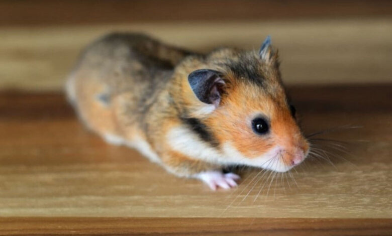 Gonzales Hamster Genel Özellikleri ve Bakımı 1 Gonzales Hamster Genel Özellikleri ve Bakımı
