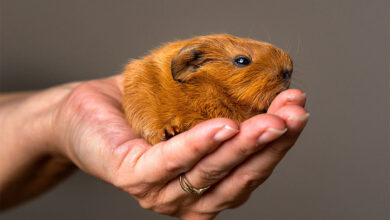 hamsterlar kac yil yasar