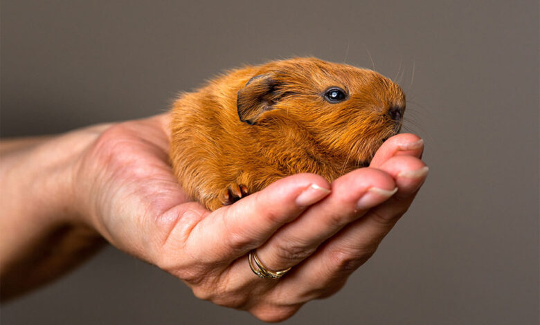 hamsterlar kac yil yasar
