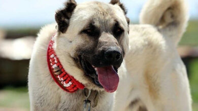 Kangal Özellikleri, Bakımı ve Beslenmesi
