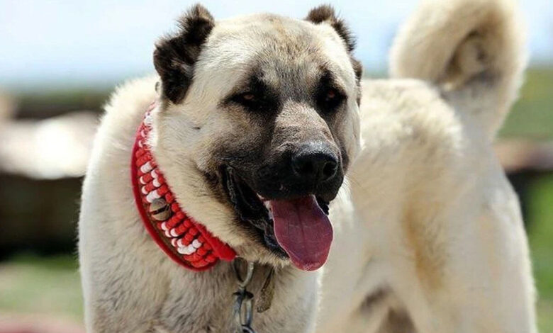 Kangal Özellikleri, Bakımı ve Beslenmesi