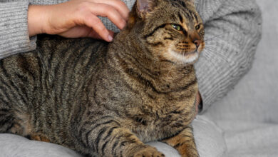 Kedi Piresi Nasıl Geçer? Kedinizdeki Pireleri Nasıl Yok Edebilirsiniz?
