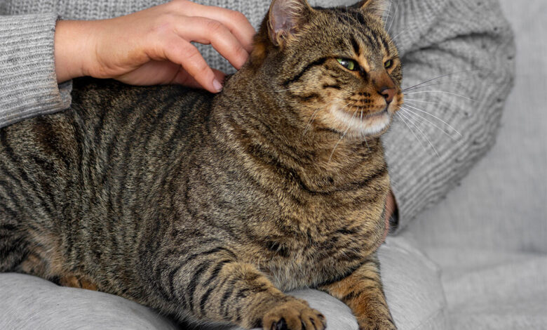 Kedi Piresi Nasıl Geçer? Kedinizdeki Pireleri Nasıl Yok Edebilirsiniz? 1 Kedi Piresi Nasıl Geçer? Kedinizdeki Pireleri Nasıl Yok Edebilirsiniz?