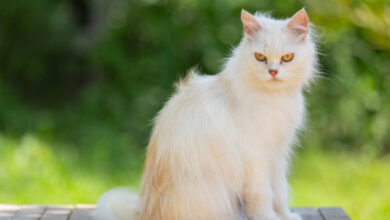 Kedi Yaşı Nasıl Hesaplanır? Kedi Yaşı Hesaplama Aracı 3 Kedi Yaşı Nasıl Hesaplanır?