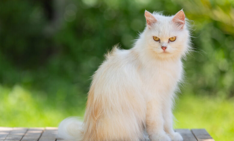 Kedi Yaşı Nasıl Hesaplanır? Kedi Yaşı Hesaplama Aracı 1 Kedi Yaşı Nasıl Hesaplanır?
