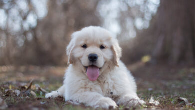 Köpek Yaşı Hesaplama, Köpek Yaşı Hesaplama Aracı