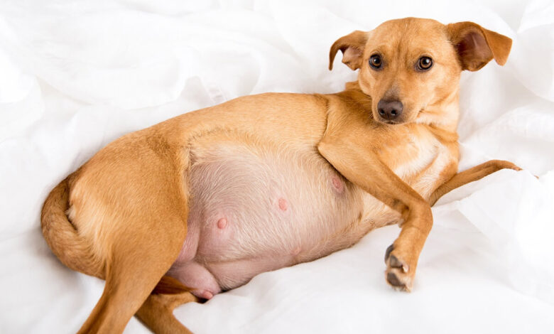 Köpekler Kaç Günde Doğurur? 1 Köpekler Kaç Günde Doğurur?