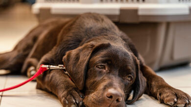 Köpekler Neden Sarı Kusar? Safralı Kusma Durumunda Ne Yapılmalı? 8 Köpekler Neden Sarı Kusar? Safralı Kusma Durumunda Ne Yapılmalı?