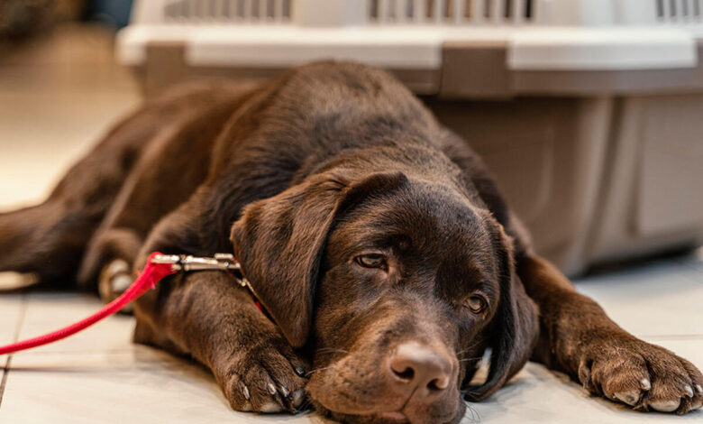 Köpekler Neden Sarı Kusar? Safralı Kusma Durumunda Ne Yapılmalı?