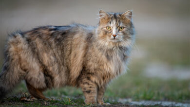 Maine Coon Kedisi Karakteri ve Davranışları