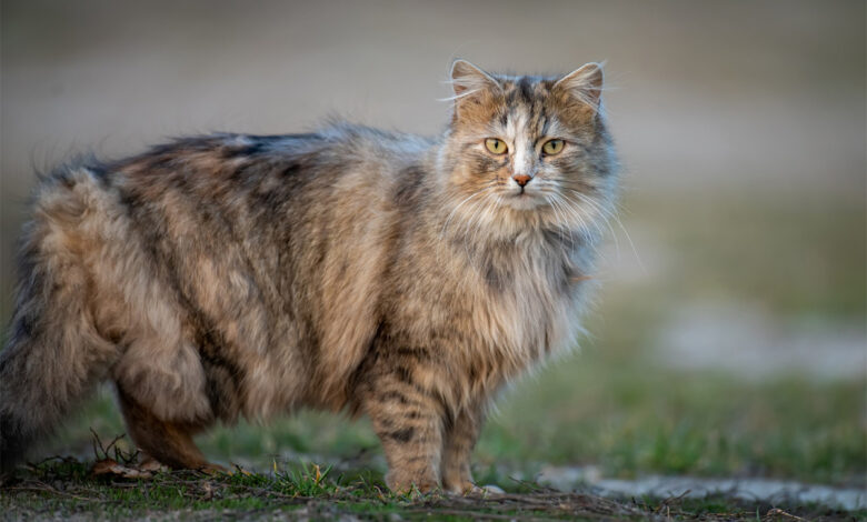 Maine Coon Kedisi Genel Özellikleri ve Bakımı 1 Maine Coon Kedisi Karakteri ve Davranışları