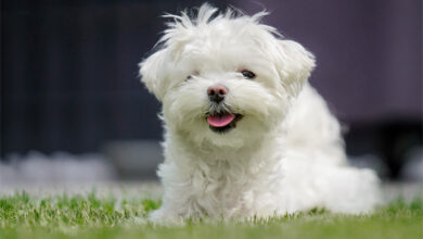 Maltese Terrier Köpeği Özellikleri, Bakımı ve Beslenmesi