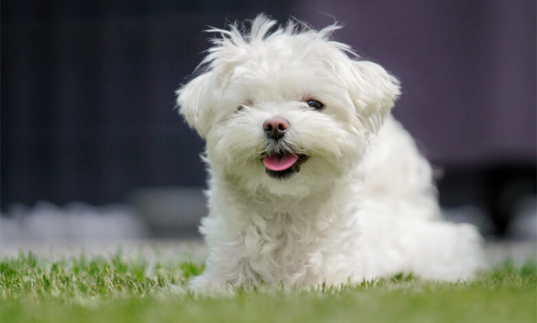 Maltese Terrier Köpeği Özellikleri, Bakımı ve Beslenmesi 1 Maltese Terrier Köpeği Özellikleri, Bakımı ve Beslenmesi