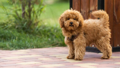 Maltipoo