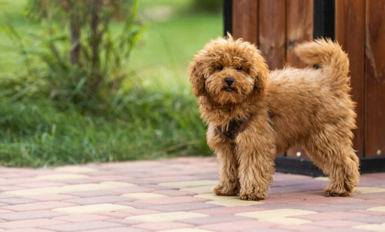 Maltipoo Köpeği Özellikleri, Bakımı ve Beslenmesi 1 Maltipoo
