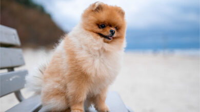 Pomeranian Boo Köpeği Özellikleri ve Bakımı