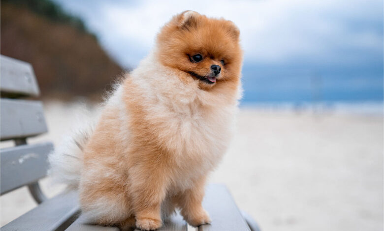 Pomeranian Boo Köpeği Özellikleri ve Bakımı 1 Pomeranian Boo Köpeği Özellikleri ve Bakımı