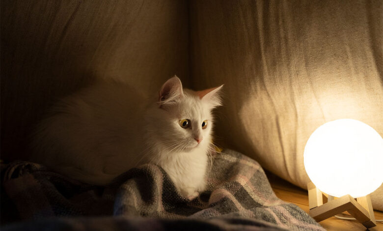 Rüyada Kedi Görmek Ne Anlama Gelir?