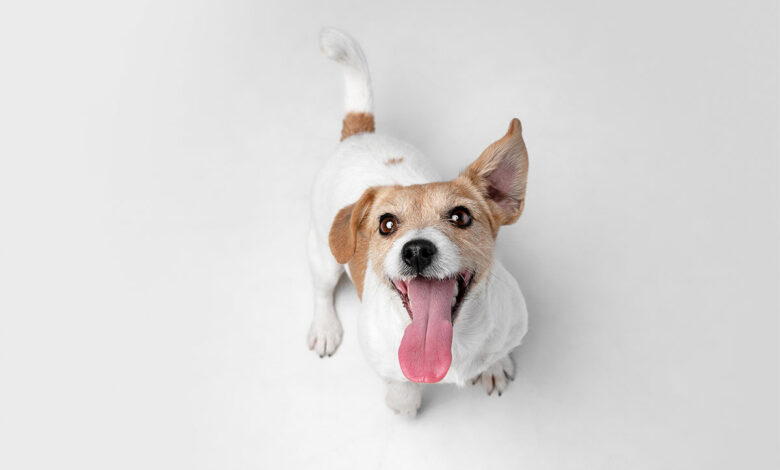 Rüyada Köpek Görmek Ne Anlama Gelir?
